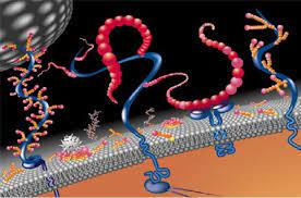 Cell Surface Markers Market Growth, Share, Opportunities & Competitive Analysis, 2024 – 2032