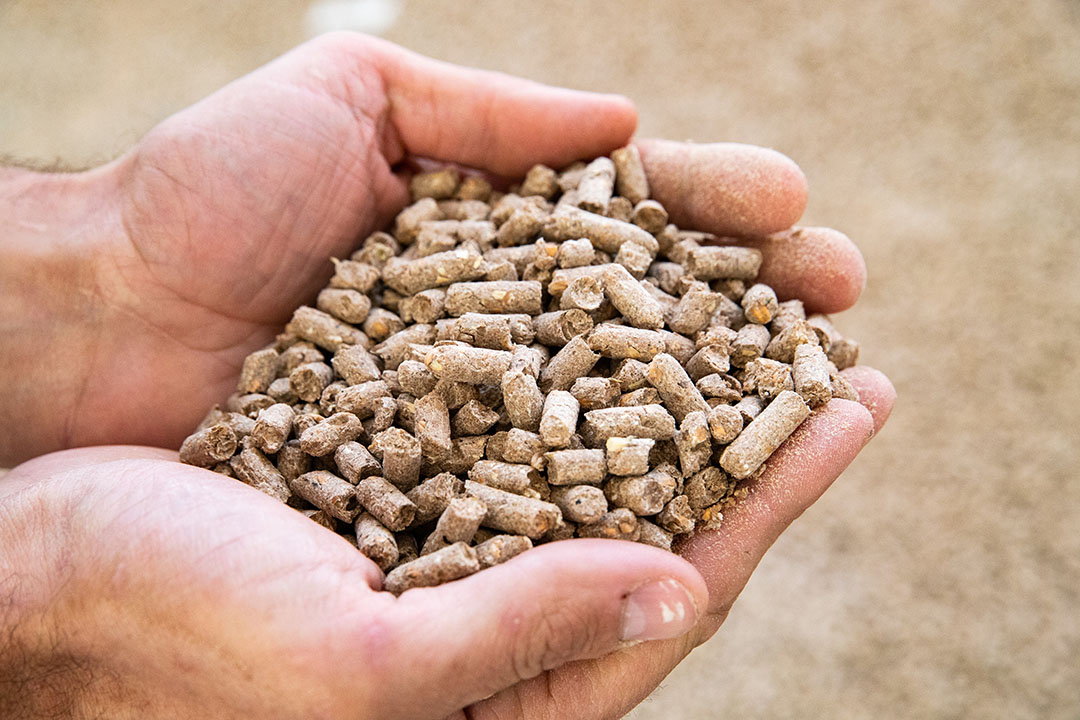 Animal Feed Preservative Market Growth, Share, Opportunities & Competitive Analysis, 2024 – 2032