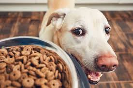 Therapeutic Diet for Pet Market Growth, Share, Opportunities & Competitive Analysis, 2024 – 2032